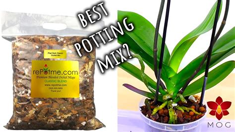 Missorchidgirl What Orchid Potting Mix Is Best For You Easy Guide For Beginners Orchid