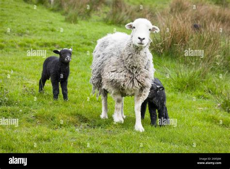 White Herdwick Sheep With Black Lambs In A Field In English Countryside