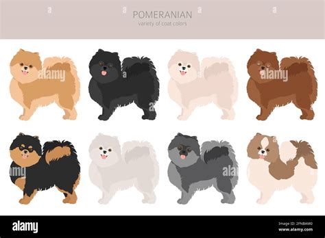 Pomeranian Colors