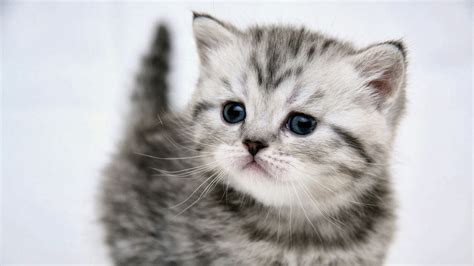 Cute grey Kitten