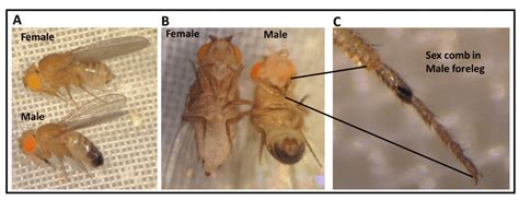 Male Vs Female Fruit Fly