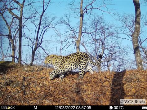 Amur Leopard Wild Photos Wildcats Conservation Alliance