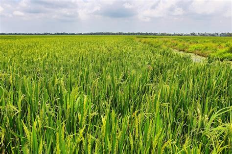 Premium Photo Paddy Rice Fields Near Kumarakom Kerala India