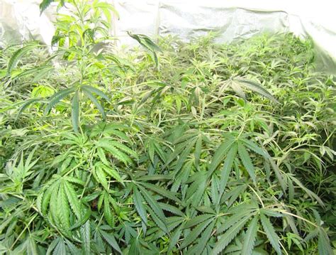 Descubierta Una Plantaci N De Cannabis Sativa En Un Cortijo De Padul