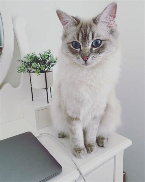 Ragdoll Blue Lynx - Female | in Aberystwyth, Ceredigion | Gumtree