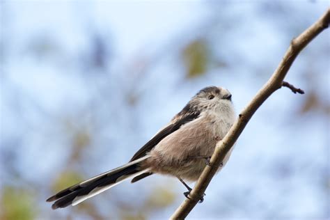 Scottish Wildlife Long Tailed Tit Bob Bain Flickr