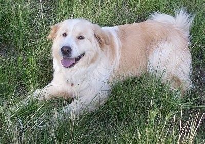 Golden Pyrenees (Great Pyrenees Golden Retriever Mix) | Info, Puppies, Pictures & More