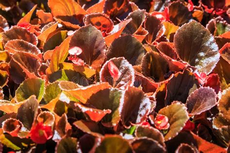 Fibrous Begonia Stock Image Image Of Botanical Blooming 6992761
