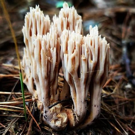 Meelz Malady Upright Coral Mushroom Ramaria Stricta