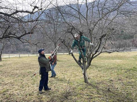 De Ani Monastery On Twitter These Days Pruning Is Taking Place In