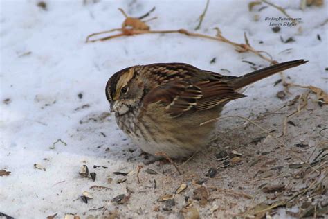 White-throated Sparrow – Birding Pictures