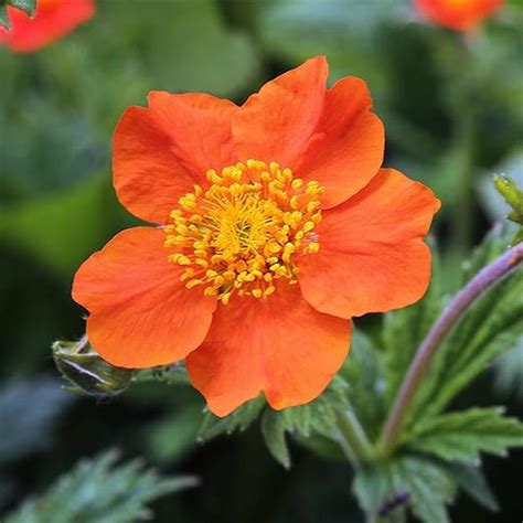 Mrs Bradshaw Geum Flower Garden Seeds 1000 Seeds Perennial Flower Gardening