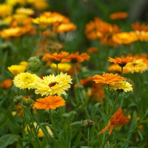 Organic Calendula Seeds 'Pacific Beauty' for Your Butterfly Garden!