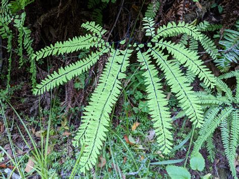 Adiantum Aleuticum Ferns And Lycophytes Of The World