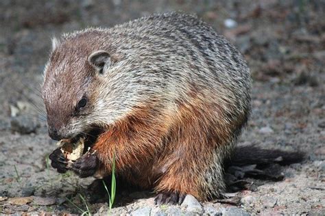 Can You Guess How Many Teeth A Groundhog Has? - Trending