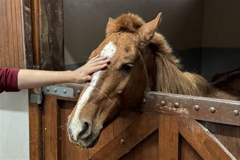 Cavalo Caramelo está abaixo do peso mas sem desidratação 15 05 2024