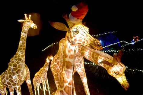 Photos: ZooLights at the Stone Zoo – WONDERLAND