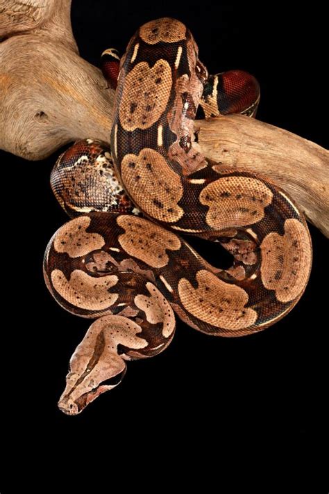 Red Tail Boa Care (Complete Guide): Morphs, Size, Enclosure, Feeding