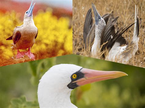 Galapagos Flora & Fauna | Galapagos Travel Expert