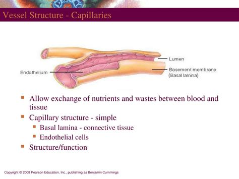 Ppt Histologi Kardiovaskuler Powerpoint Presentation Free Download