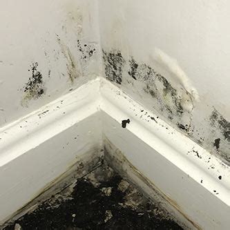 mold testing professional mold testing  home business