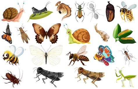 Colección de diferentes tipos de insectos Vector Gratis