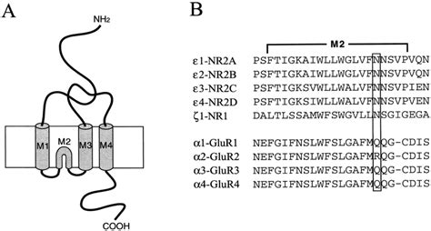 Schematic representations of the proposed structure of glutamate ...