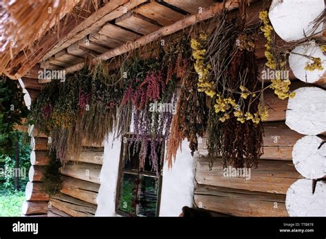 Hanging drying flowers and herbs Stock Photo - Alamy