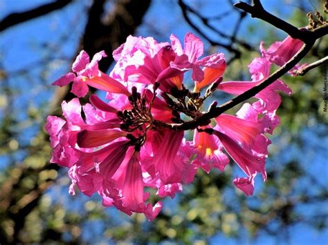 20 Sementes Ipê Roxo Handroanthus Heptaphyllus Nativa 2017 R 4 99 em