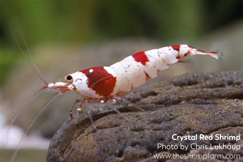 Fs Crystal Red Shrimp Caridina Ubicaciondepersonas Cdmx