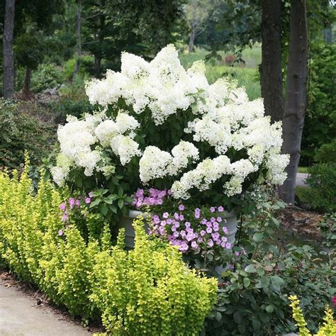 Bobo Hydrangea Hardy Hydrangea Hydrangea Shrub Panicle Hydrangea