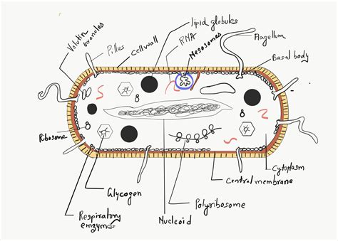 Gram-positive and Gram-negative bacteria - sciencequery.com