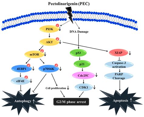 Nutrients Free Full Text Pectolinarigenin Induced Cell Cycle Arrest