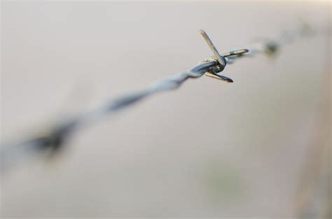 Free Images Nature Sharp Wing Fence Barbed Wire Sunlight