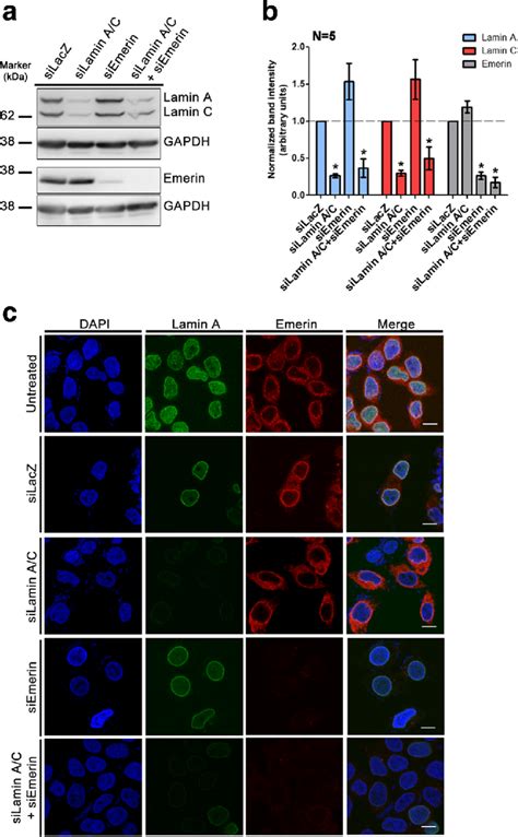 Lamin A C And Emerin Knockdowns In Dld Cells A Representative