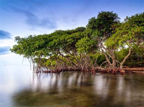 29+ Gambar Tanaman Bakau Di Pantai yang Lagi Ngetrend - Informasi ...