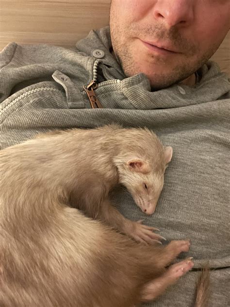 Summer Sleepin Rferrets