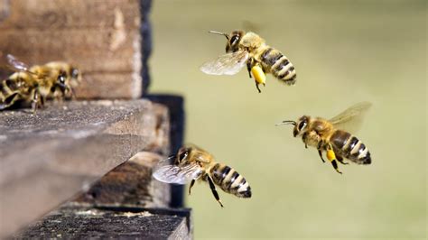 Das Wunderbar Flei Ige Leben Der Honigbienen