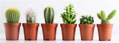 Colecci N De Varias Plantas De Cactus En Macetas Foto Premium