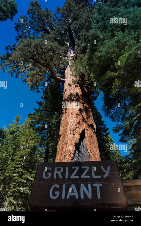 The Grizzly Giant Sequoia in Yosemite National Park's Mariposa Grove ...