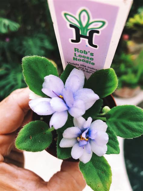 Miniature Rare Mini African Violet Robs Loose Noodle 2 Etsy In 2023 African Violets Flower