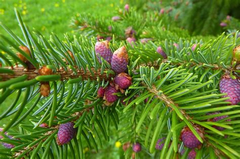 Purple Pine Cones Flickr Photo Sharing