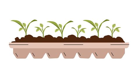 Vegetable seedlings growing at soil in pot. Green sprouts of plant ...