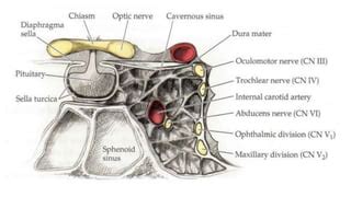 Unilateral Ophthalmoplegia Ppt