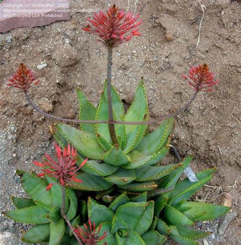 Plantfiles Pictures Aloe Species Creeping Aloe Rubble Mitre Aloe