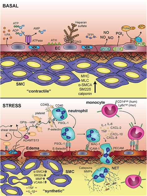 Frontiers Cell Type Specific Roles Of Nf κb Linking Inflammation And