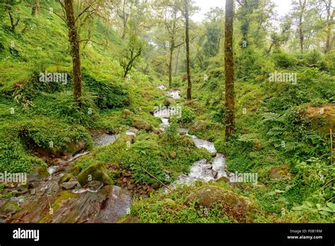 Sikkim Forest High Resolution Stock Photography and Images - Alamy