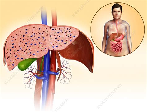 Human Liver Illustration Stock Image F Science Photo Library