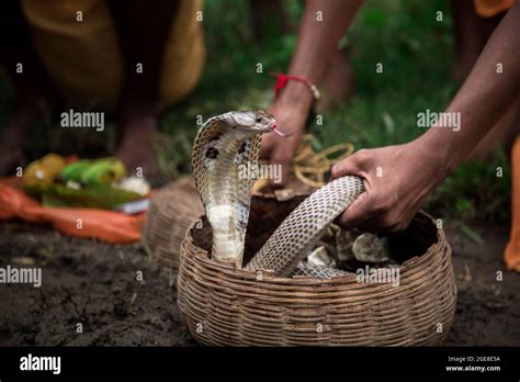 Villagers Celebrated Goddess Manasa The Hindu Serpentine Goddess Puja