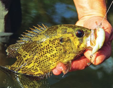 Fishing For Autumn Rock Bass The Arkansas Democrat Gazette Arkansas